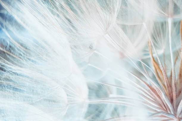 istock background closeup fluffy dandelion flower, macro photo. 1155906877