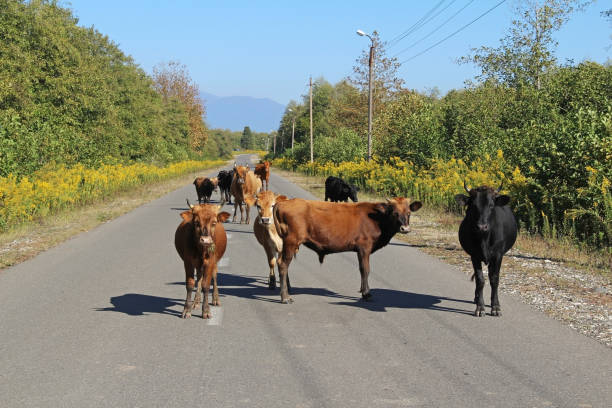istock Cows on the road in Georgia. 1155908426