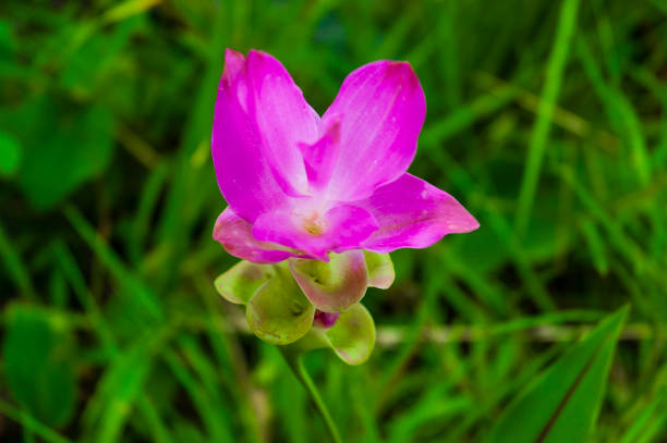 istock Curcuma sessilis , Familia: Zingiberaceae 1155908824