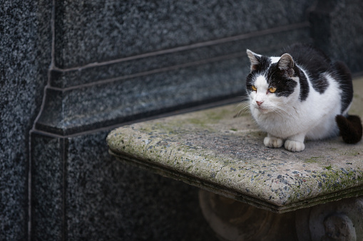 Cat sitting next to tombstone at cemetery