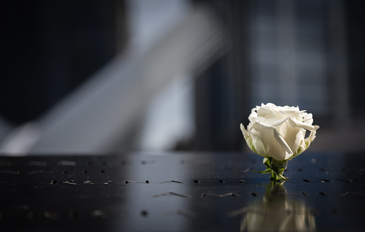 White rose with reflection in WTC memorial