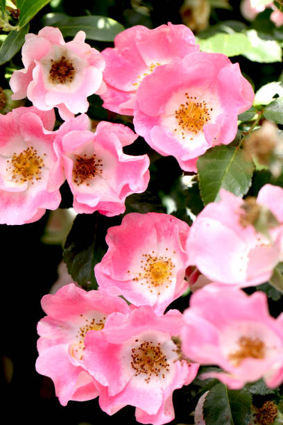 Flowers in Garden