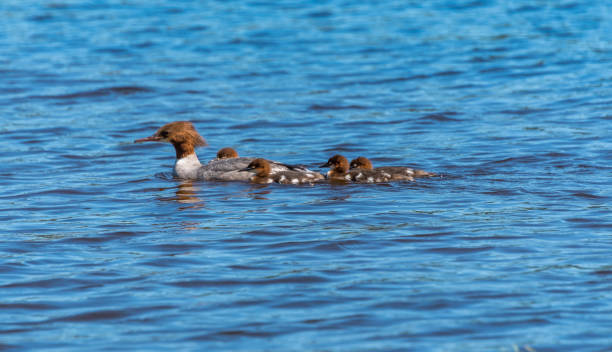 istock Female Goosander with Babies in a River in Latvia 1155911684