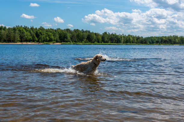 golden retriever jumping in einem fluss in lettland an einem sommertag - 7589 stock-fotos und bilder