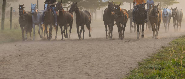 istock Groom and polo horse are exercise. 1155912762