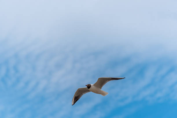 istock Black Headed Seagull Flying Near the Baltic Sea 1155913009