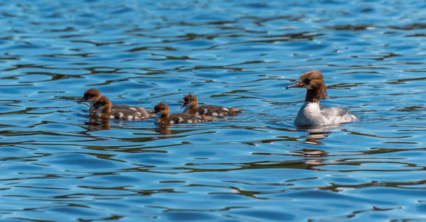 istock Female Goosander with Babies in a River in Latvia 1155913037