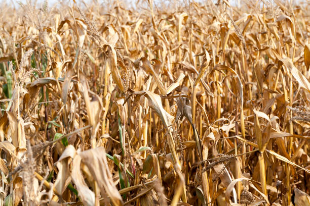 istock ears of ripe corn 1155913554