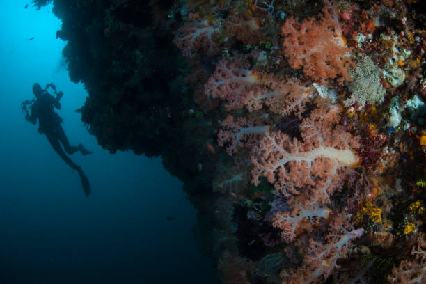 istock Diver and Beautiful Corals in Indonesia 1155913758