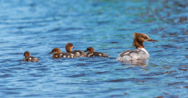 istock Female Goosander with Babies in a River in Latvia 1155914580