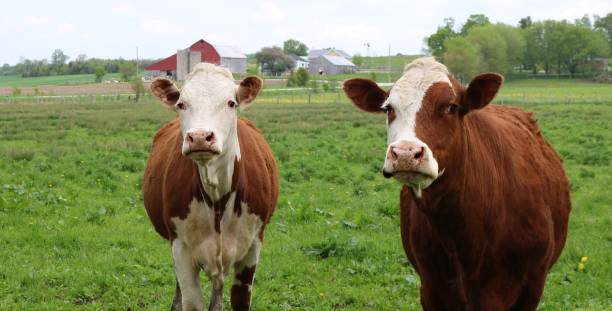 istock Two rust and white cows in the meadow with red barn in background 1155914730