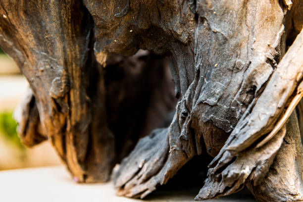 istock The nature of old decayed timber 1155914903