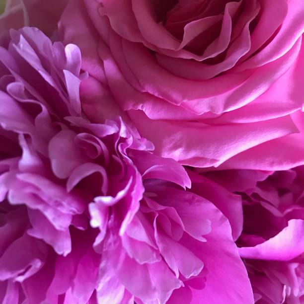 istock Rose and Peony in Pink 1155915992