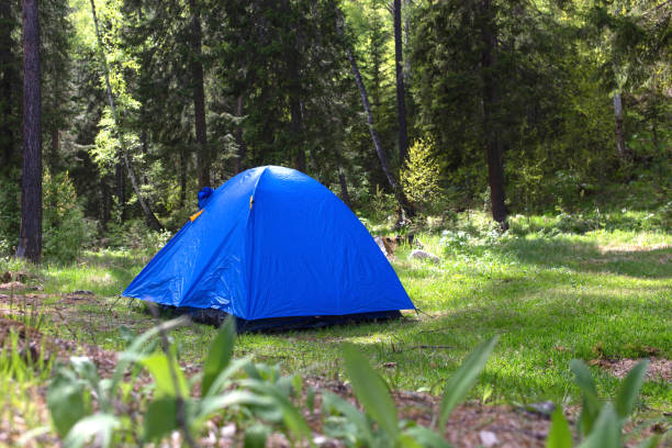 istock Blue tent in the forest 1155916246