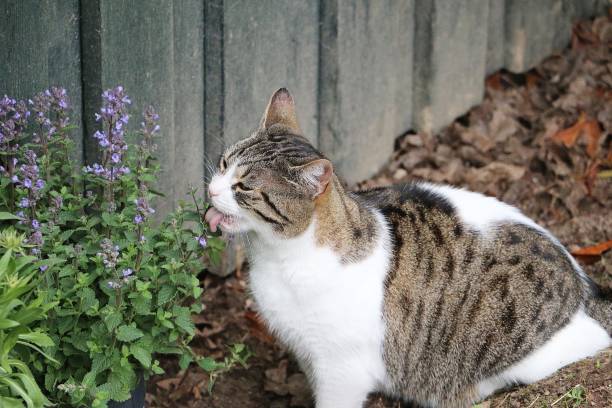 funny beautiful cat is sitting in the garden and eating fresh catmint stock photo