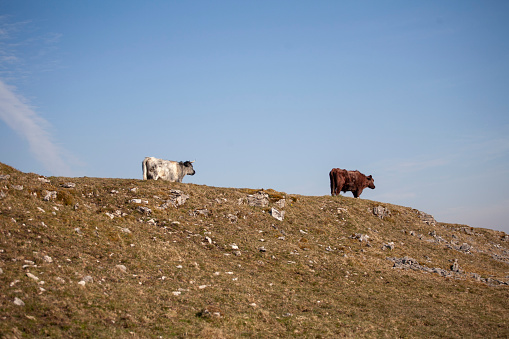 Cows photographed from a low angle against a blue sky