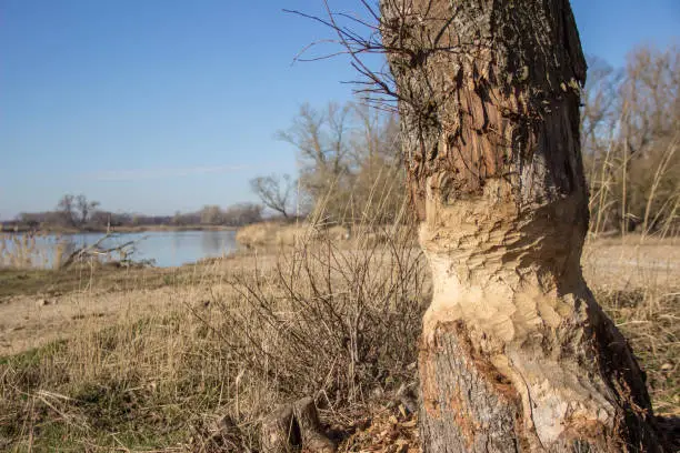 Tree gnawed by a beaver