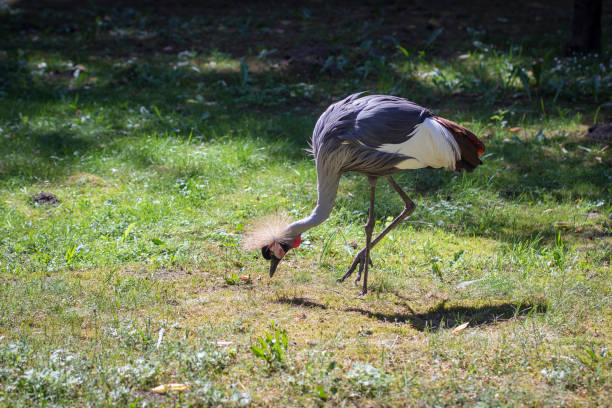 grúa coronada del sudoriental africano en busca de comida (balearica regulorum) - sudoriental fotografías e imágenes de stock