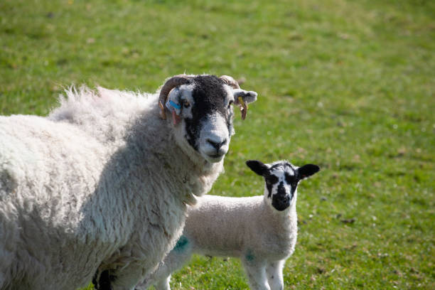istock Sheep in Yorkshire Dales 1155918752