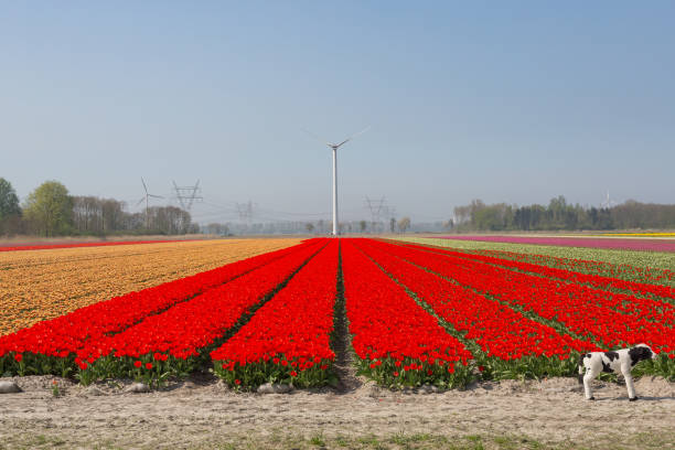 istock Tulip field with red tulips and windmill in the background 1155919009