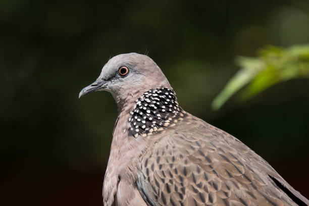 istock Close up of Brown Pigeon 1155919133