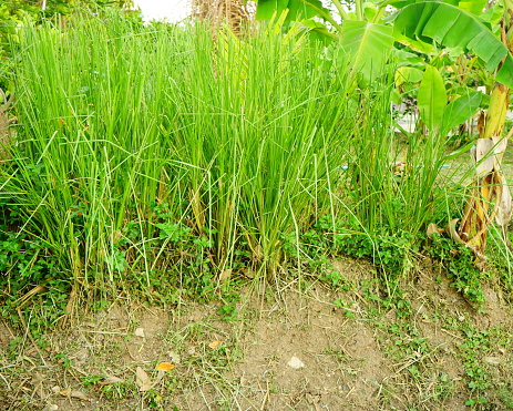 Thailand, Chrysopogon, zizanioides, cultivated,