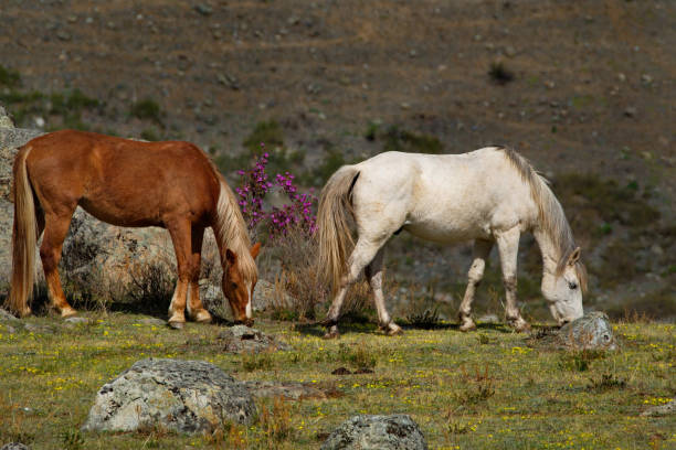 istock Horses Of The Altai Mountains 1155921483