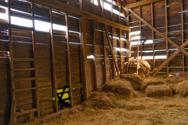 istock Golden hour in the barn 1155921917