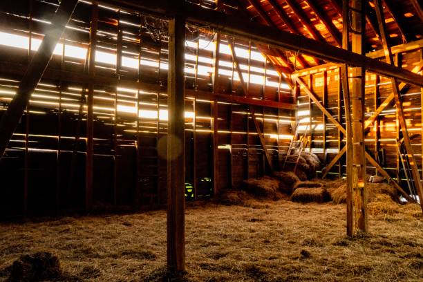 istock Golden hour in the barn 1155921918