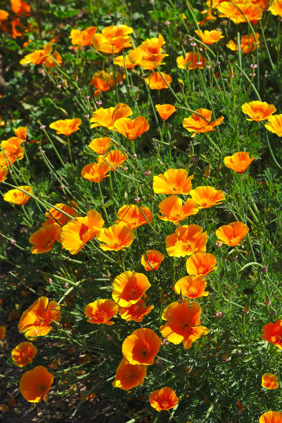 istock flowerbed of orange escholtzia 1155922749