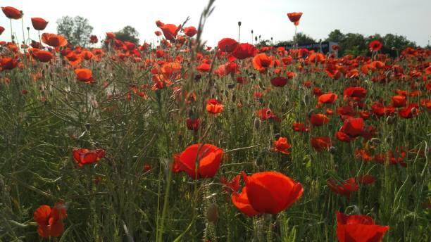 istock Large field with red poppy seeds 1155924017