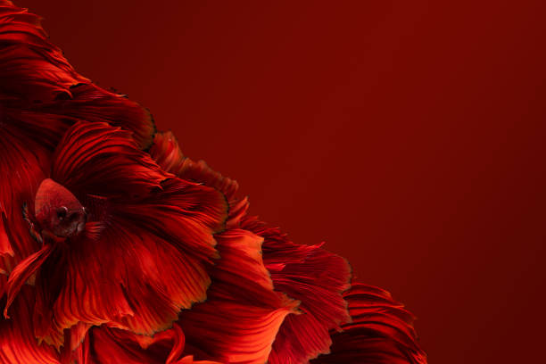 istock Red half moon long tail Betta Fighting concept red background with clipping path. 1155924529