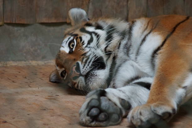 A tiger sleeps in a cage at the zoo.