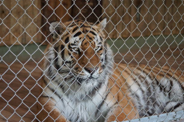 istock Wild tiger lies in the cage 1155925395