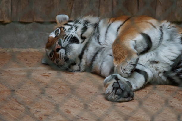 istock Wild tiger lies in the cage 1155925414