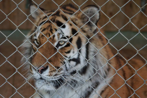 Wild tiger lies in the cage