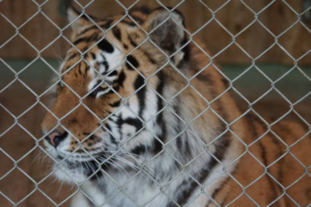 istock Wild tiger lies in the cage 1155925487