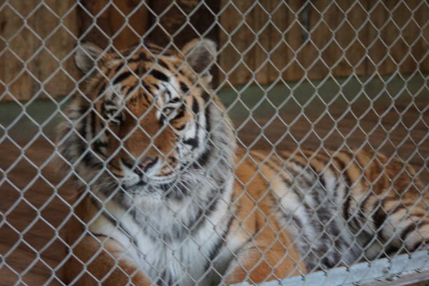 istock Wild tiger lies in the cage 1155925488