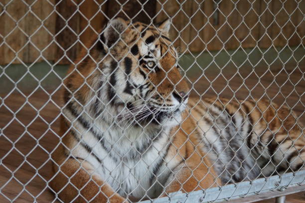 istock Wild tiger lies in the cage 1155925494