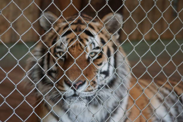 istock Wild tiger lies in the cage 1155925513
