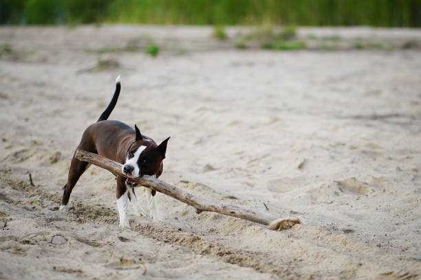 istock Amstaff playing with wooden stick on the sandy beach. Happy unleashed dog 1155926289