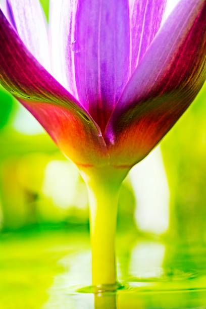 istock Lotus water lily flower in the pond. 1155926697