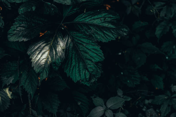 istock Close-up shot of sharp dark green leaves 1155926833