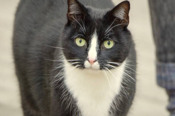istock Beautiful cat in detail 1155927610
