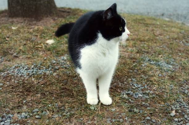 Beautiful cat in detail