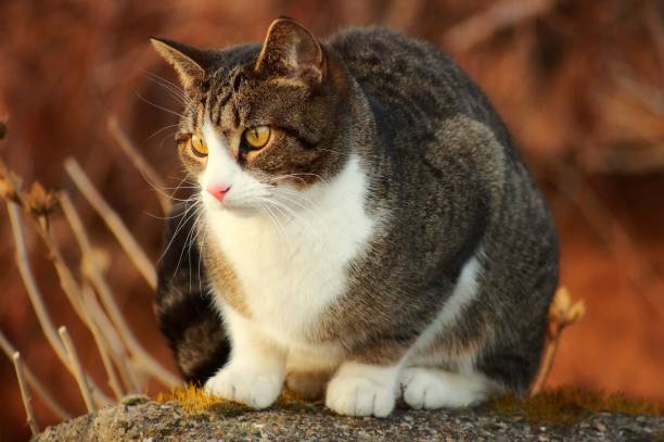 istock Beautiful cat in detail 1155927845