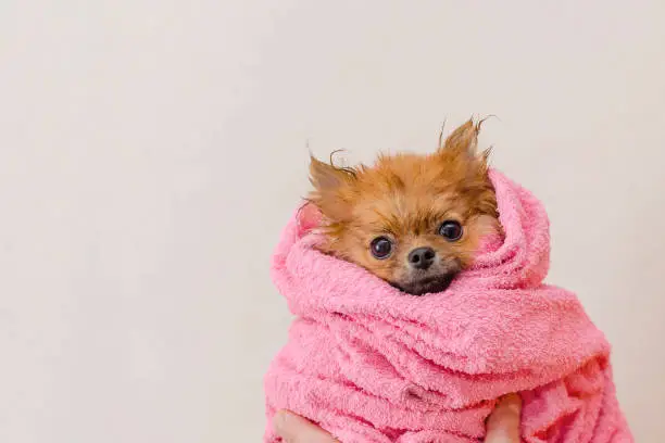lovely pomeranian dog in a pink towel after bath, grooming, selective focus