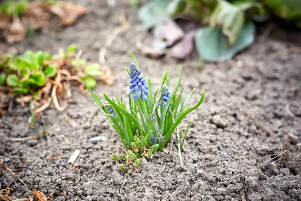 Muscari young plant
