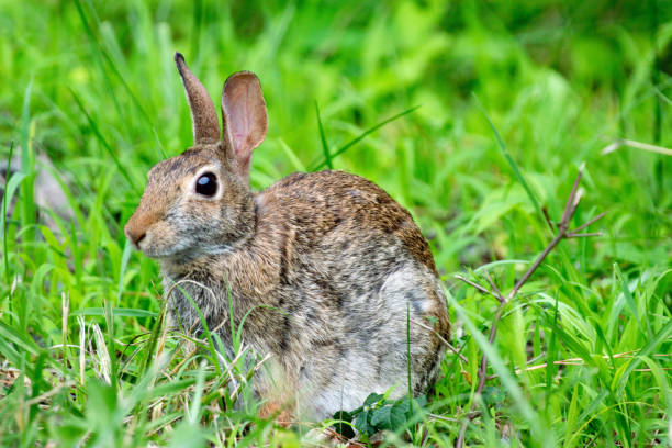 istock Closeup of bunny in field 1155931512