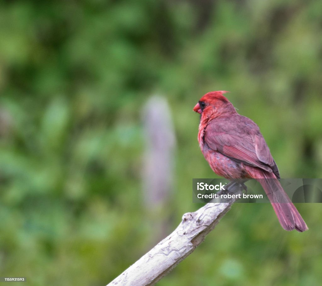 Male cardinal bird on tree branch Animal Stock Photo